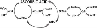 Benzothiadiazole enhances ascorbate recycling and polyphenols accumulation in blueberry in a cultivar-dependent manner